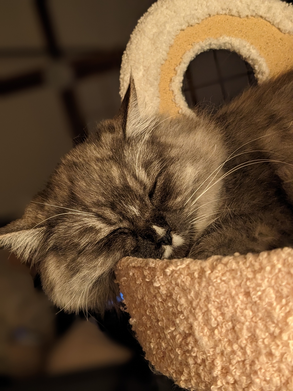 img of 鼻の模様が明治屋のロゴ