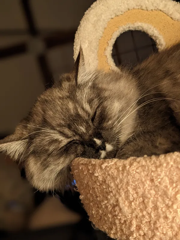 img of 鼻の模様が明治屋のロゴ